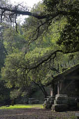 stone n wood hut w arching branches