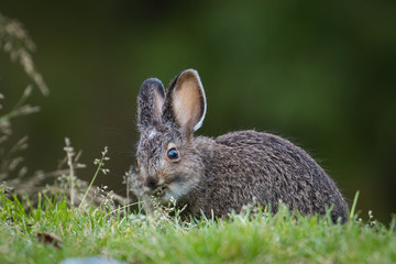 Alaskan Hare eating green grass.