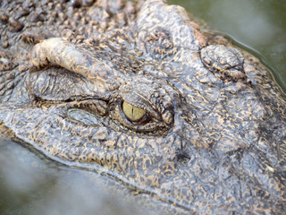 Crocodile Eyes Detail Close Up