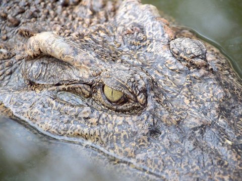 Crocodile Eyes Detail Close Up