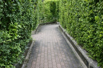 Maze garden in the park