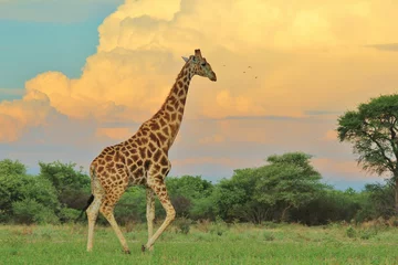 Papier Peint photo autocollant Girafe Taureau girafe - Contexte de la faune africaine - Dans la tempête