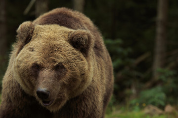 Obraz na płótnie Canvas Big brown bear close-up in the forest
