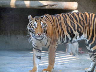 Obraz premium Royal bengal tiger