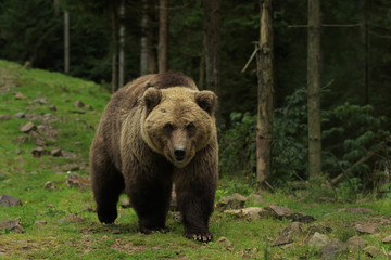 Wild brown bear walks in the forest looking angry