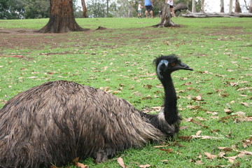 Emu