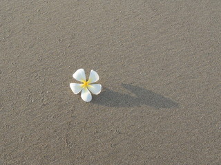 Fototapeta na wymiar Orchid on Beach