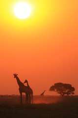 Giraffe Background - African Wildlife - Sunset Wonder and Colors in Nature