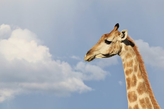Giraffe Background - African Wildlife - Simplistic Beauty