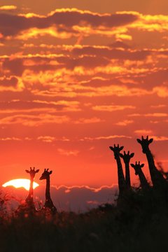Giraffe - African Wildlife Background - Sunset Wonder