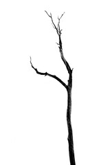 Dead Tree without Leaves