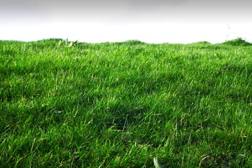 A lush, green, grassy hill up close, with darkening sky in the background.