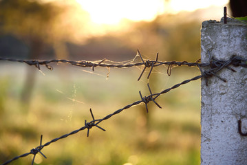 Barbed wire and concrete pole farm fence at sunset