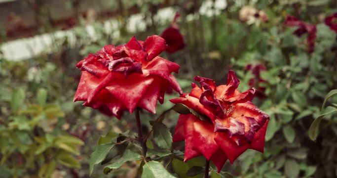 Two Beautiful red rose in the garden, selective focus, vintage color, dying plant in autumn, sad fall mood.