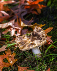Mushrooms in the forest Canada
