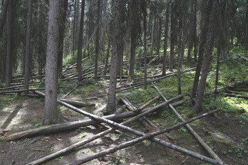 Fallen trees in a forest