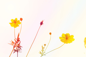 Soft blur abstract background with of cosmos flowers in the garden. Pastel color tone.