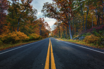 Autumn in bear mountain New York. View of an empty road between the fall golden foliage