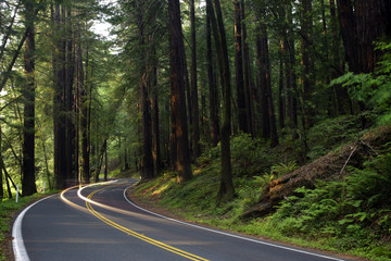 car headlights in redwoods - obrazy, fototapety, plakaty