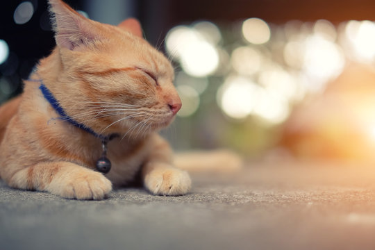 closeup cat sleep on floor with blurred nature background