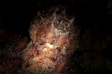 Octopus in the dark