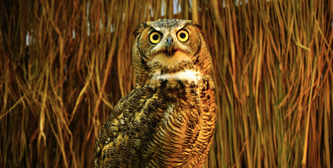 Great Horned Owl