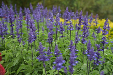 Fototapeta premium lavender flowers