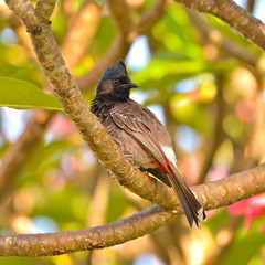 Red-vented Bulbul, exotic bird
