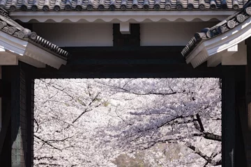 Stickers pour porte Fleur de cerisier 皇居の桜