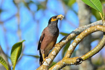 Paradisea tristis, exotic bird, Tahiti