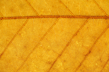 close up on autumn yellow leaf texture