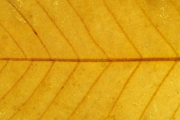 close up on autumn yellow leaf texture