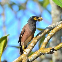 Paradisea tristis, exotic bird, Tahiti