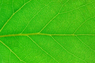 close up on green leaf texture background