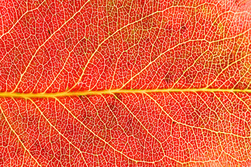 Naklejka na ściany i meble close up on autumn red leaf texture
