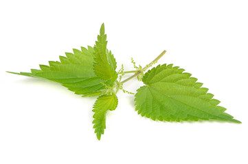 Stinging Nettle (Urtica Dioica) Isolated on White Background