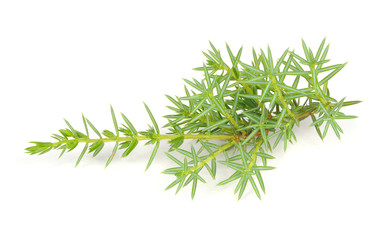 Juniper Branches Isolated on White Background