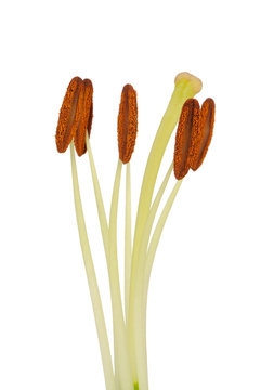Fototapeta Lily Stamens and Pistil Macro on White Background
