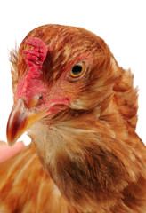 Red Chicken Close-Up on White Background