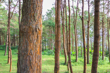 Beautiful morning fog and sunbeams in the pine forest