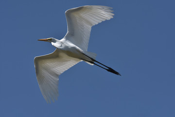 Great white Egret in flight in California
