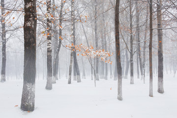 Autumn park under first snow