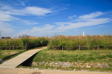 the silver grass & reeds in the field / A view of the silver grass & reeds in the field 