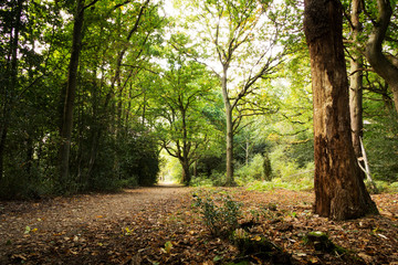 Woodland scene at the start of autumn