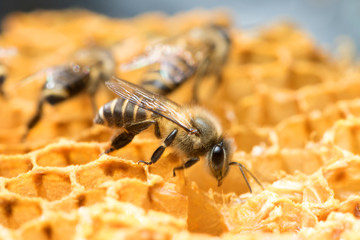 
Honey Bee on the hive in Southeast Asia.
