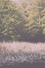 Woodland scene at the start of autumn Vintage Retro Filter.