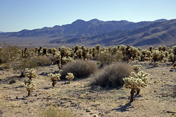 teddy bear cactus