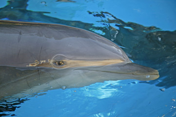 dolphin