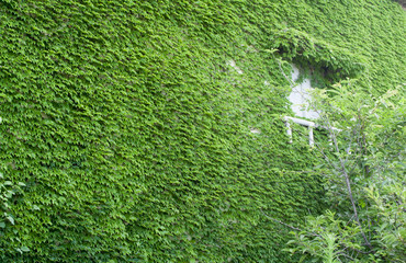 Green Wall