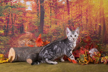 little kitten playing in the autumn forest